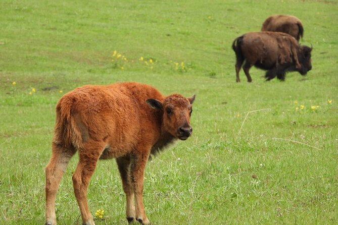 Yellowstone Private Full Day Tour - Yellowstone River Picnic Area for a Tailored Lunch