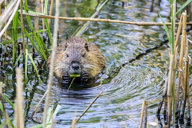 Yellowstone: Private Guided Tour - Wildlife Viewing in Hayden Valley with Binoculars