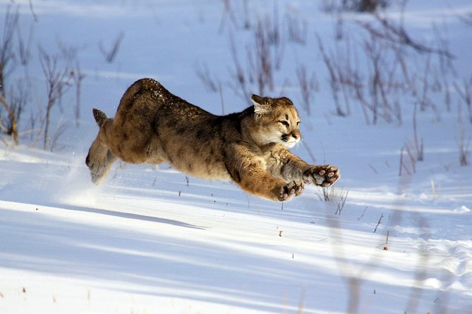 Yellowstone Private Lower Loop Adventure with Lunch - Lunch and Snacks: Gourmet Boxed Lunch Included