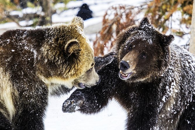 Yellowstone Private Lower Loop Adventure with Lunch - Expert Guides Making Yellowstone Come Alive
