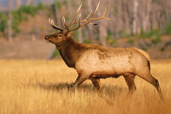 Yellowstone Private Tour Up To 14 - A Surprise Activity Included - Iconic Waterfalls and Canyon Views
