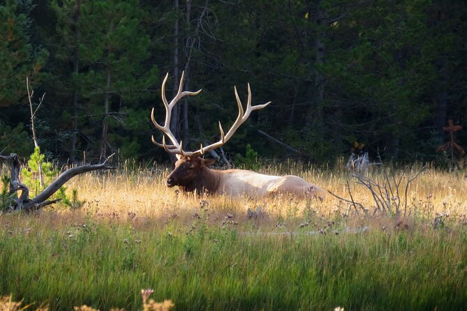 Yellowstone Private Tour Up To 14 - A Surprise Activity Included - Yellowstone Lake and Hot Springs
