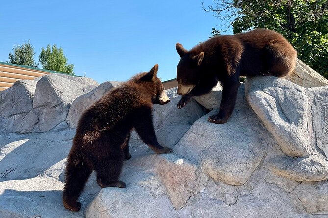 Yellowstone Private Tour Up To 14 - A Surprise Activity Included - Geyser Eruptions and the Old Faithful Show