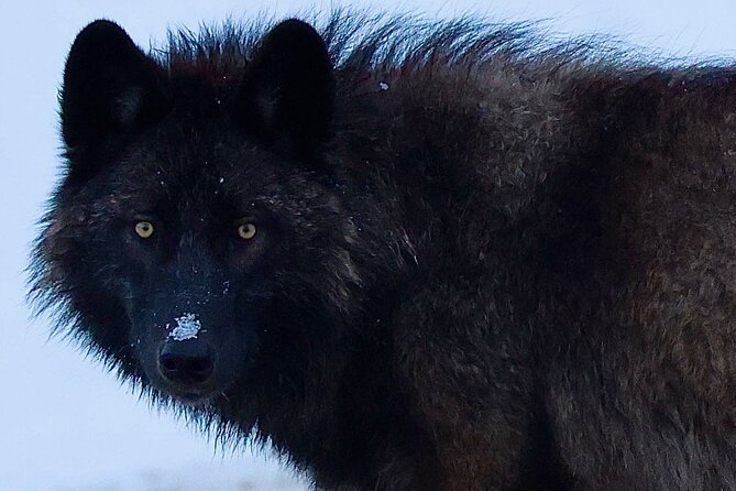 Yellowstone PRIVATE Winter SAFARI and Wolf Watching - Discover the Unique Charm of Yellowstone in Winter