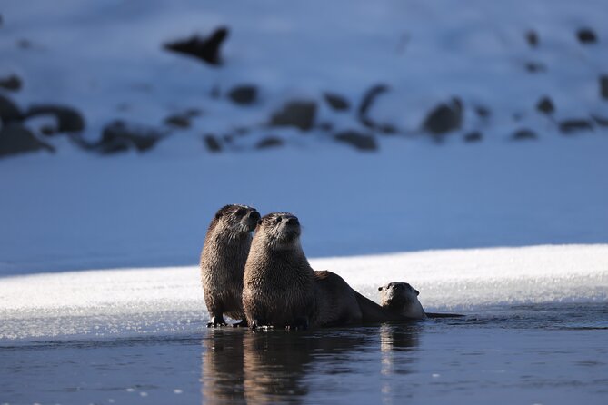 Yellowstone PRIVATE Winter SAFARI and Wolf Watching - Key Points