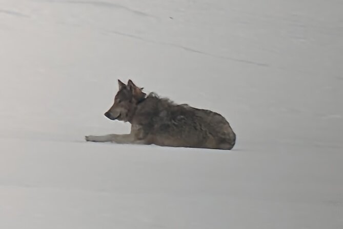 Yellowstone PRIVATE Winter SAFARI and Wolf Watching - Practical Details and Booking Tips