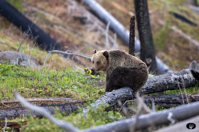 Yellowstone Wildlife and Photo Tours Upper Loop Tour From Cody - Discover Yellowstone’s Wildlife and Scenic Wonders with the Upper Loop Tour from Cody