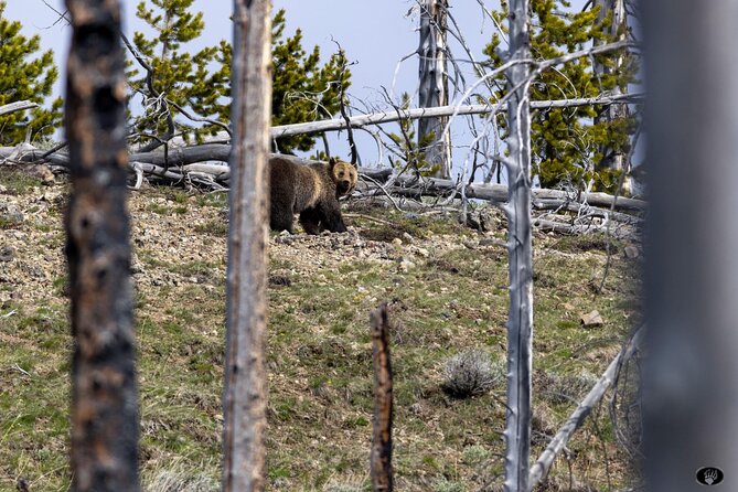 Yellowstone Wildlife and Photo Tours Upper Loop Tour From Cody - Logistics and Group Size for a Personalized Experience