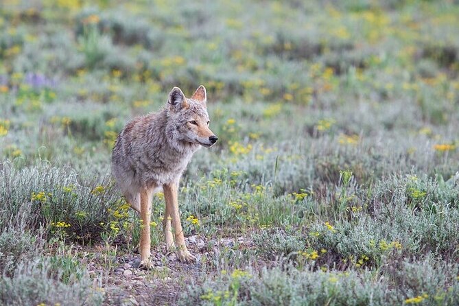 Yellowstone Wildlife Safari in Lamar Valley from Bozeman - Frequently Asked Questions