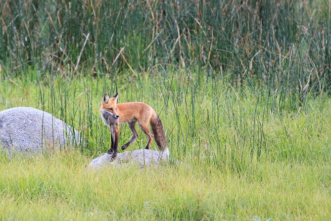 Yellowstone Wildlife Safari in Lamar Valley from West Yellowstone - Petrified Tree: A Remnant of Yellowstone’s Volcanic Past