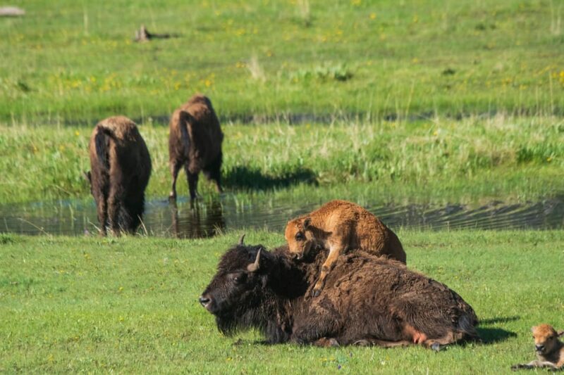 Yellowstone Wildlife Tour - Yellowstone Wildlife Tour: Up Close with Natures Animals