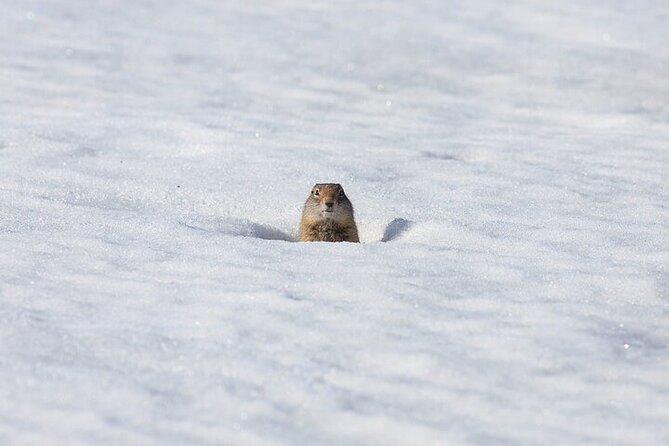 Yellowstone Winter Wildlife Safari from Bozeman - Slough Creek: Tracking Elk, Wolves, and Coyotes