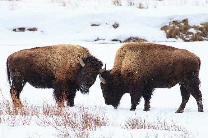Yellowstone Winter Wildlife Safari from Bozeman - Lamar Valley: The Serengeti of North America