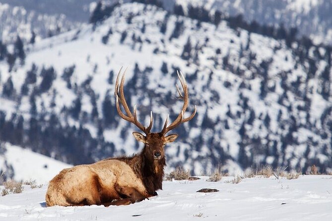 Yellowstone Winter Wildlife Safari from Bozeman - Yellowstone’s Scenic Paradise at Paradise Valley
