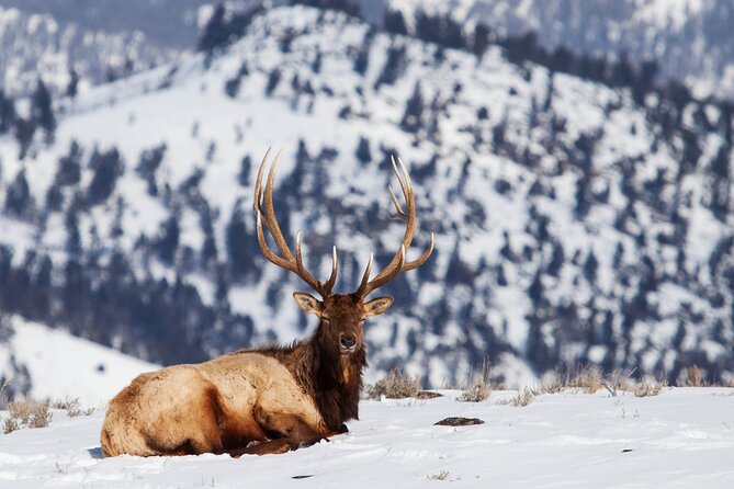 Yellowstone Winter Wildlife Safari from Bozeman - Private Tour - Practical Details and Amenities of the Tour