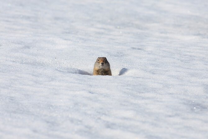 Yellowstone Winter Wildlife Safari from Bozeman - Private Tour - What Sets This Tour Apart from Others