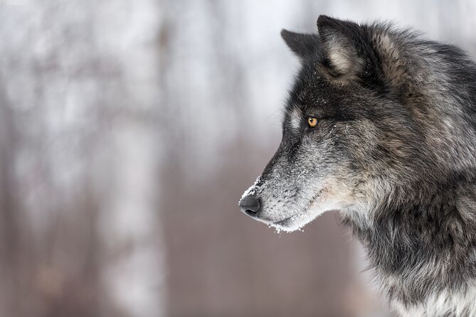 Yellowstone Wolves and Winter 4Day/3Night Adventure from Montana - Discover Yellowstone’s Winter Wilderness with a 4-Day Wolf Tour from Montana