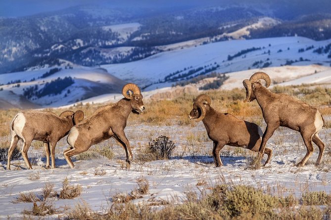 Yellowstone Wolves and Winter 4Day/3Night Adventure from Montana - What Makes This Tour Stand Out?