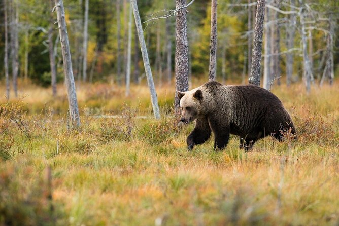 Yellowstone's Lamar Valley & Picnic With Wildlife Guide - Discover Yellowstone’s Lamar Valley & Wildlife with an Expert Guide