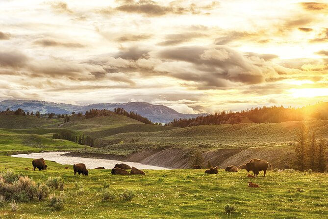 Yellowstone's Lamar Valley & Picnic With Wildlife Guide - Key Points