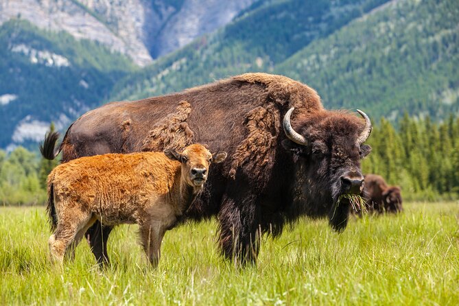Yellowstone's Lamar Valley & Picnic With Wildlife Guide - Geothermal and Scenic Stops at Soda Butte and Roosevelt Lodge