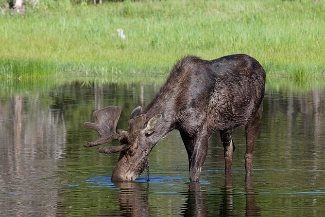 Yellowstone's Lamar Valley Wildlife Safari from Gardiner - Yellowstone River: A Lifeline for Wildlife
