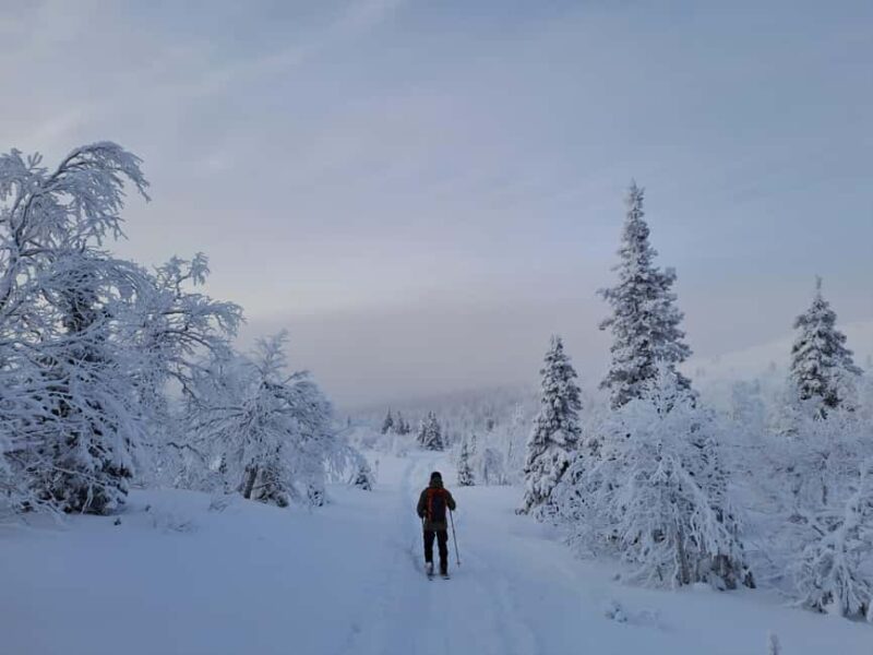 Ylläs: Guided Nordic Skiing Tour in Lapland Wilderness - The Experience of Nordic Skiing in Lapland