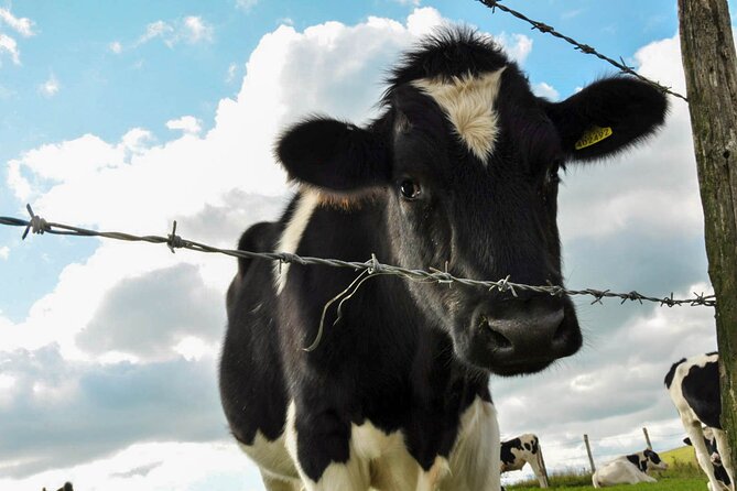 Yoga & Soundbath in Nature near Brighton - From Energizing Movements to Deeply Relaxing Yin Yoga