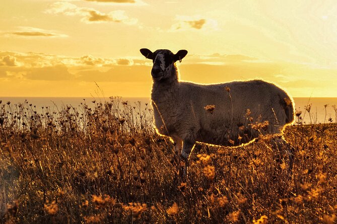 Yoga & Soundbath in Nature near Brighton - Comfort and Flexibility with Weatherproof Shelters