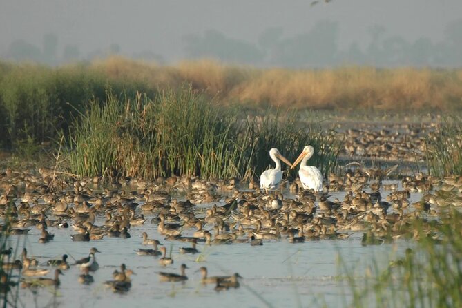 Yolo County Explorer: Culinary & Cultural Audio Tour - Serenity and Scenic Beauty in Capay Valley and Park Winters
