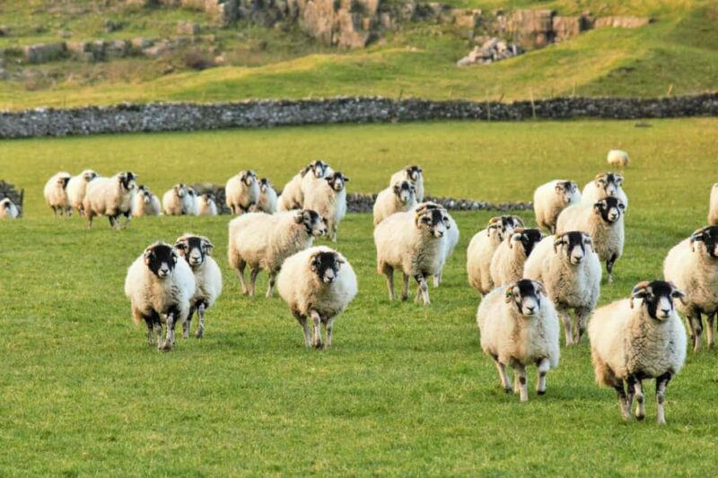 York: "All Creatures Great and Small" Yorkshire Dales Tour - Wensleydale Creamery and Cheese Tasting
