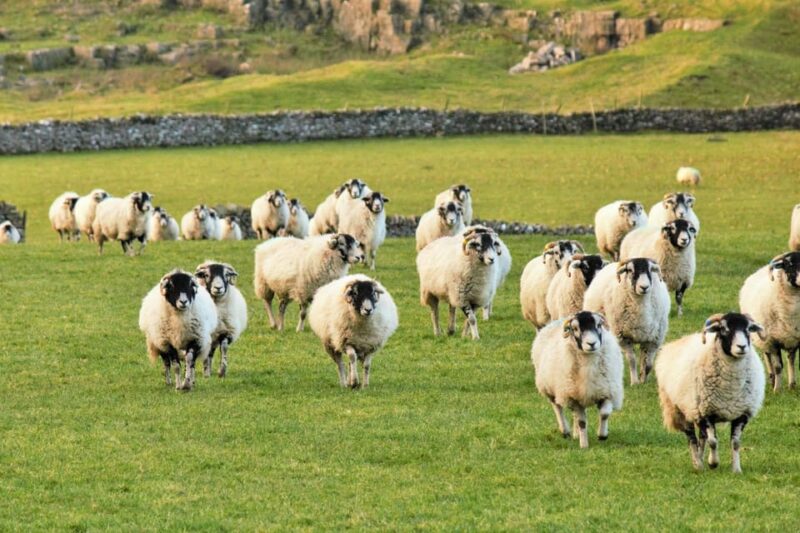 York: "All Creatures Great and Small" Yorkshire Dales Tour - Final Stops in Hawes and Wensley