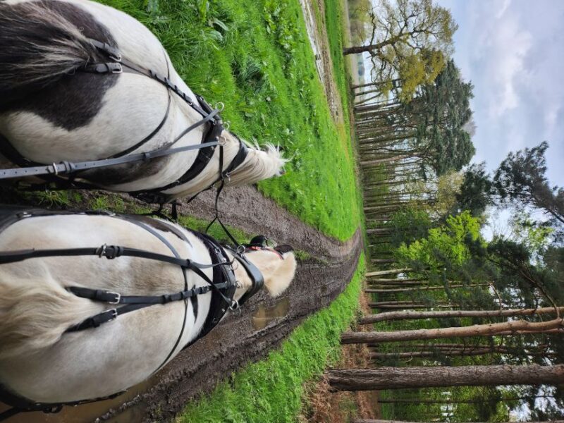 York: Horse Drawn Carriage ride & Cream Tea - Discover the Charm of York’s Horse-Drawn Carriage Ride and Cream Tea Experience