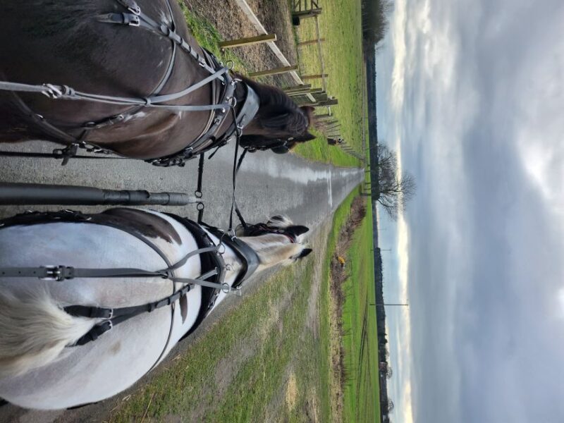 York: Horse Drawn Carriage ride & Cream Tea - Meeting Point and Logistics in Skipwith