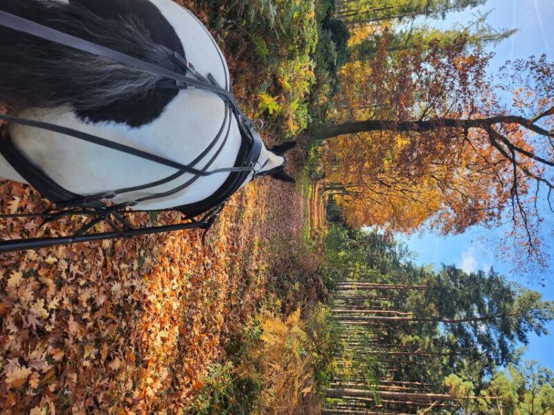 York: Horse Drawn Carriage ride & Cream Tea - Who Will Love This Experience?