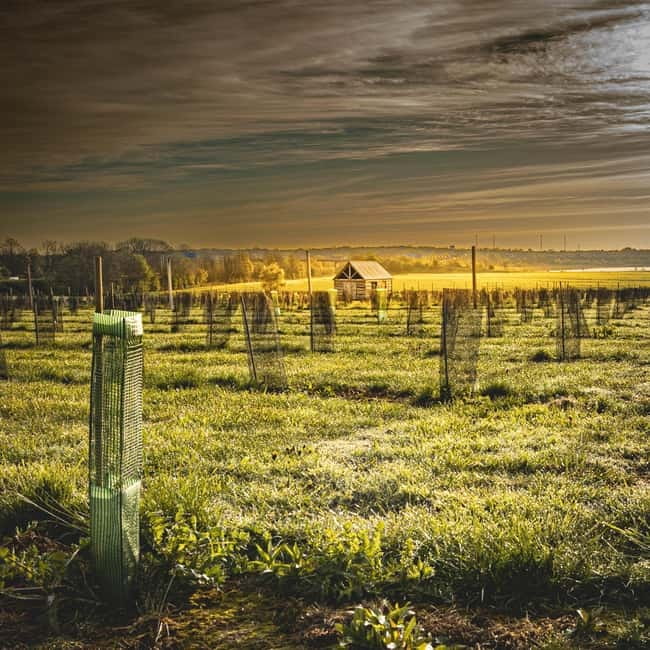 Yorkshire: Loversall Vineyard Wine Tasting and Tour - Explore Loversall Vineyard in South Yorkshire