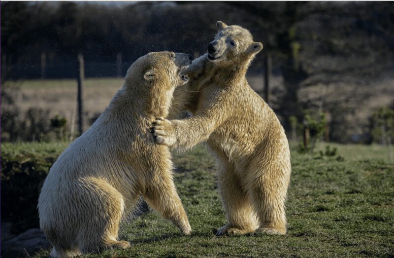 Yorkshire Wildlife Park: Entry Ticket - Key Points