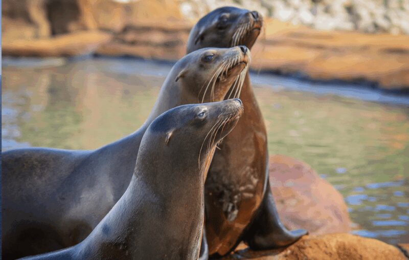 Yorkshire Wildlife Park: Entry Ticket - Exploring the Animal Habitats at Yorkshire Wildlife Park