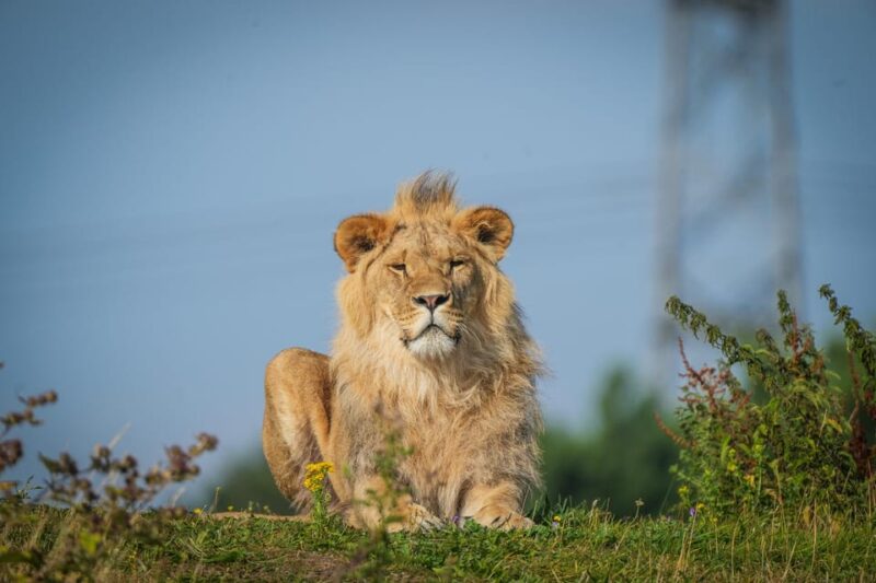 Yorkshire Wildlife Park: Entry Ticket - Conservation and Educational Opportunities