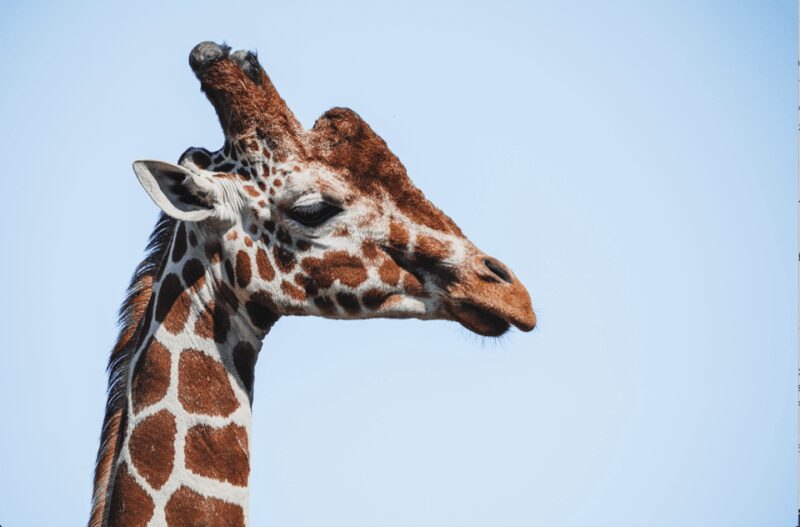 Yorkshire Wildlife Park: Entry Ticket - Practical Information for Visitors