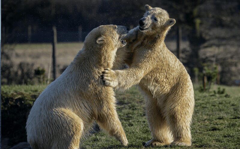 Yorkshire Wildlife Park: Entry Ticket - How to Maximize Your Day at Yorkshire Wildlife Park