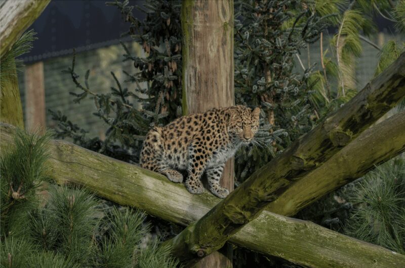 Yorkshire Wildlife Park: Entry Ticket - Yorkshire Wildlife Park: An Honest Look