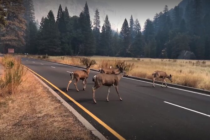 Yosemite, Kings Canyon National Parks 2 Day Tour from SF - Key Points