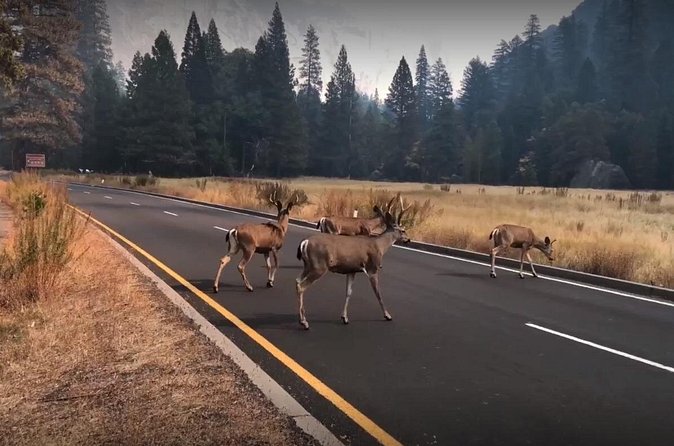 Yosemite, Kings Canyon National Parks 2 Day Tour from SF - The Hotel Stay: Comfort in a Central Location