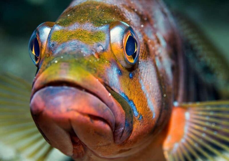 Your first introductory dive in Lanzarote with FREE photos. - Post-Dive Photos and Videos Capture the Moment