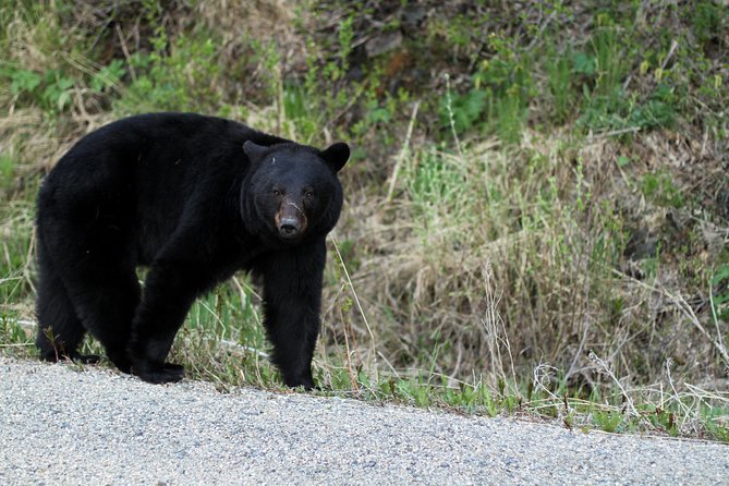 Yukon Extended Summit Drive Tour (From Skagway) - Visiting Bove Island and Windy Arm