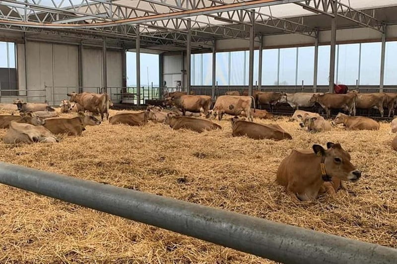 Zaanse Schans & Volendam Private Tour: Windmills and Cheese - Key Points