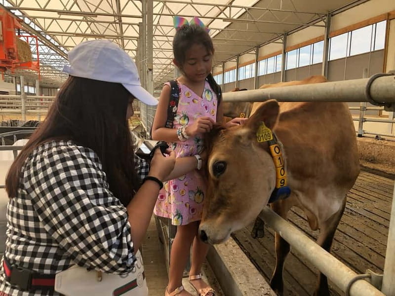 Zaanse Schans Windmills, Fishing Villages & Countryside - Who Will Enjoy This Tour Most?