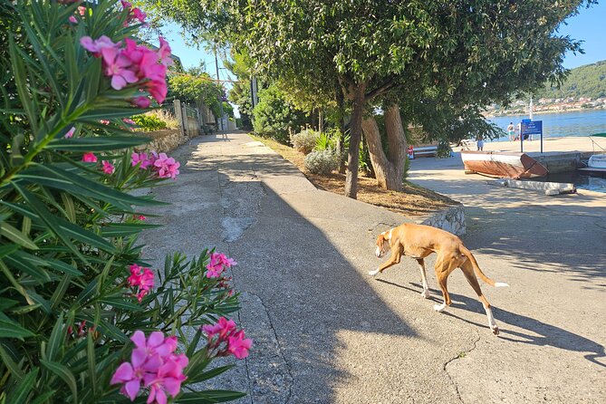 Zadar 3-Islands Tour: Snorkeling, Beach & Sightseeing - 4,5hr - Visiting Kali, the Fisherman’s Village