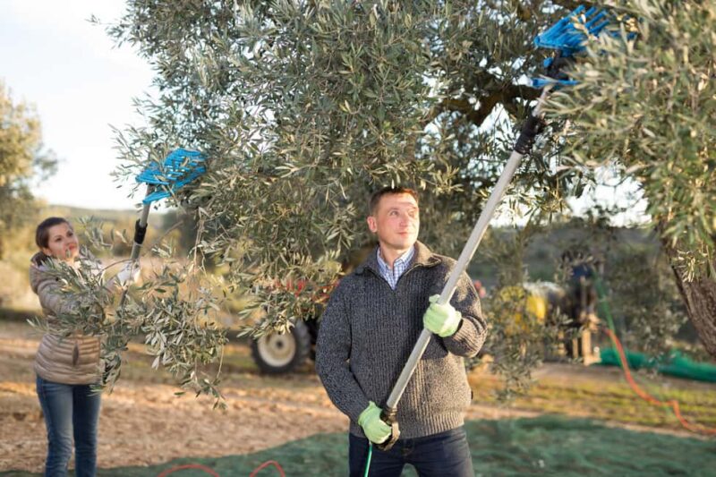 Zadar, ibenik: olive oil, wine & food tasting, Self Drive - Riding in a Vintage Fire Engine Through Olive Groves